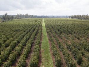 Large Coffee Farm for Sale