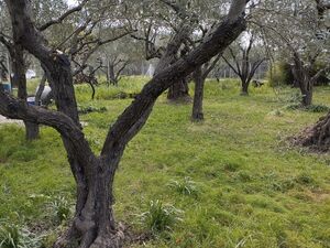 Olive Grove with cottage