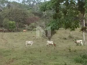 142.9 HECTARE CATTLE RANCH FOR SALE IN TULU, PENONOME