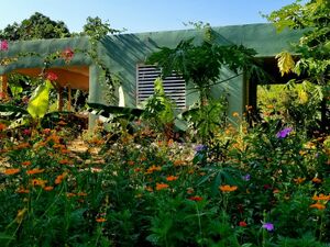 Organic fruit farm in Dominican Republic