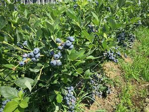 Blueberry plantation for sale Sabac-Varna