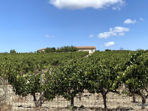 Agricultural Property with vineyard in Soleminis, Cagliari