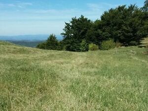 Plot below Cigote-Zlatibor