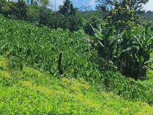 2 Acres of Prime Land situated in the Caribbean