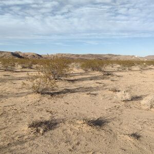 INSANELY GORGEOUS Joshua Tree Land: 2.23 Acres of Pure Parad