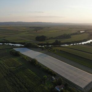 Blueberry Plantation Pancevo-Banatski Brestovac