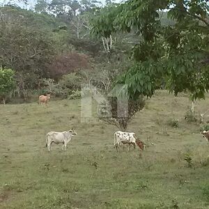 142.9 HECTARE CATTLE RANCH FOR SALE IN TULU, PENONOME