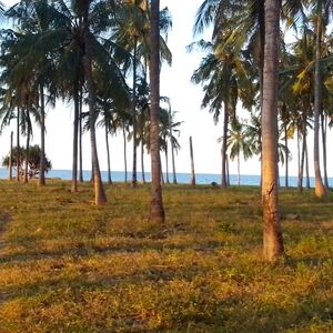 Prime Beachfront Property Near Sinda Island, Tanzania 🇹🇿