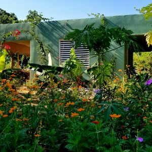 Organic fruit farm in Dominican Republic