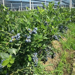 Blueberry plantation for sale Sabac-Varna