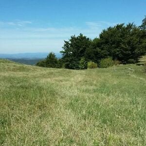 Plot below Cigote-Zlatibor