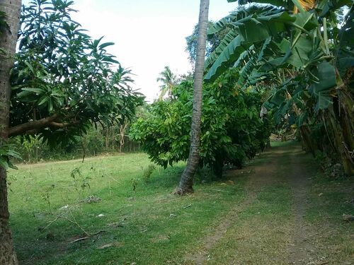 Driveway & planting field