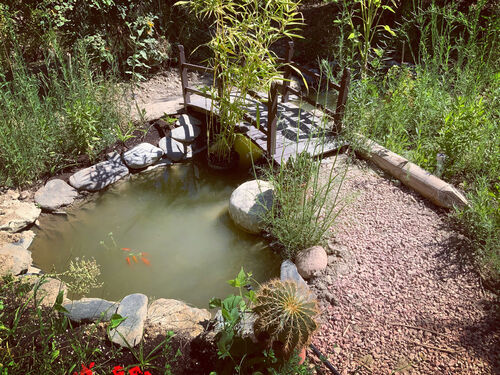 Pond with goldfish