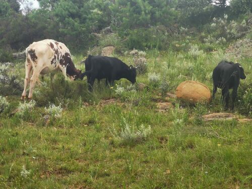 Cows grazing on farm