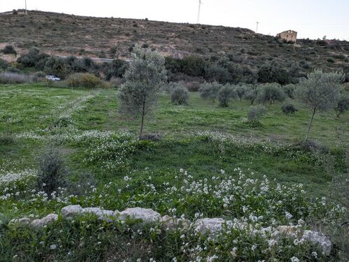 olives & pasture