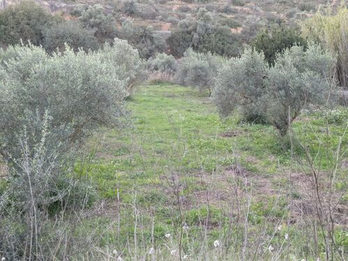 olive grove