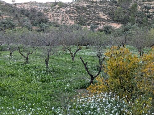 almond grove