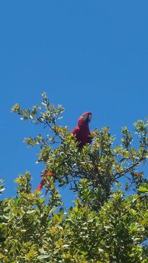 Visiting Macaw