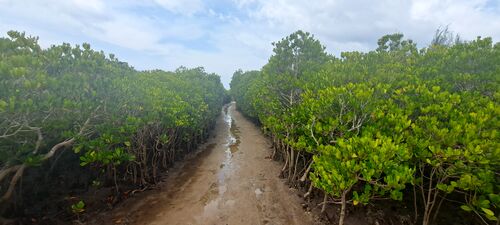 Beach Front Mangrove