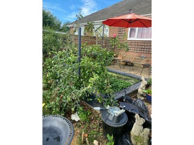 Pond Fruit trees