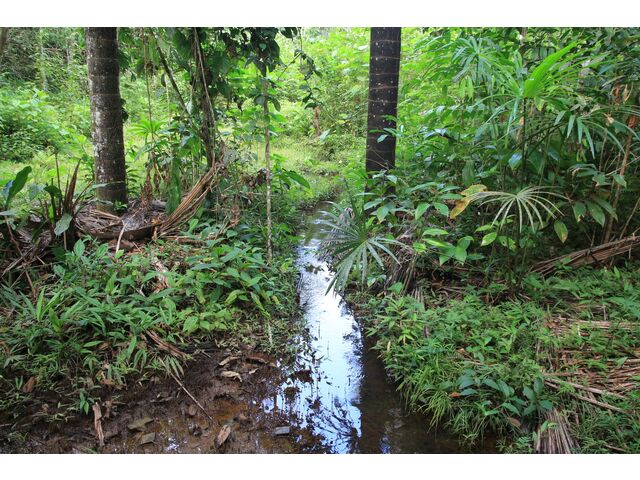 Flowing stream 