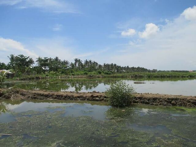 5 hectares fishpond .