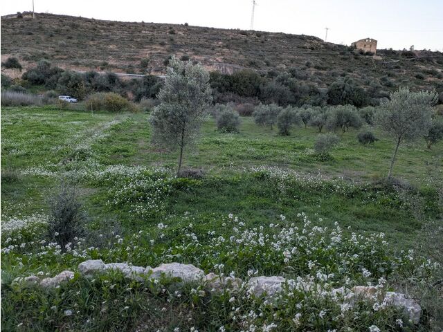 olives & pasture