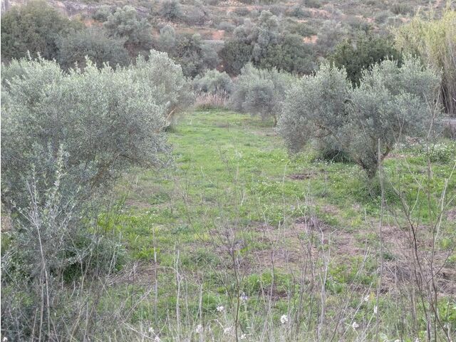 olive grove