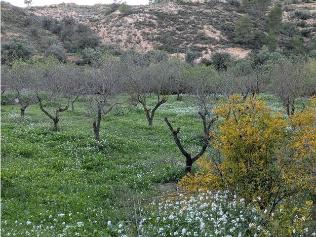 almond grove