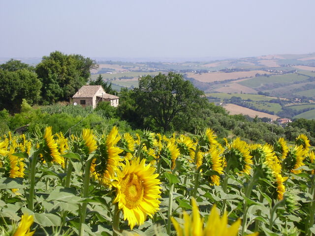 View of house