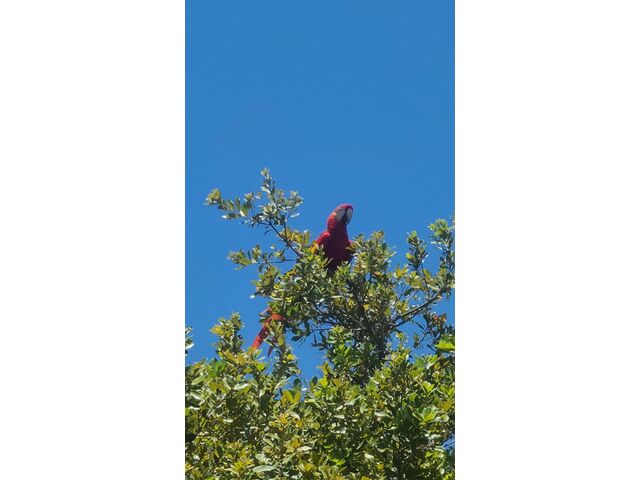 Visiting Macaw