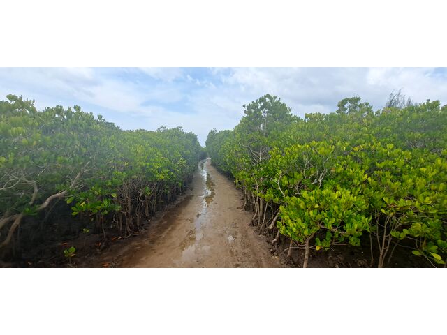 Beach Front Mangrove